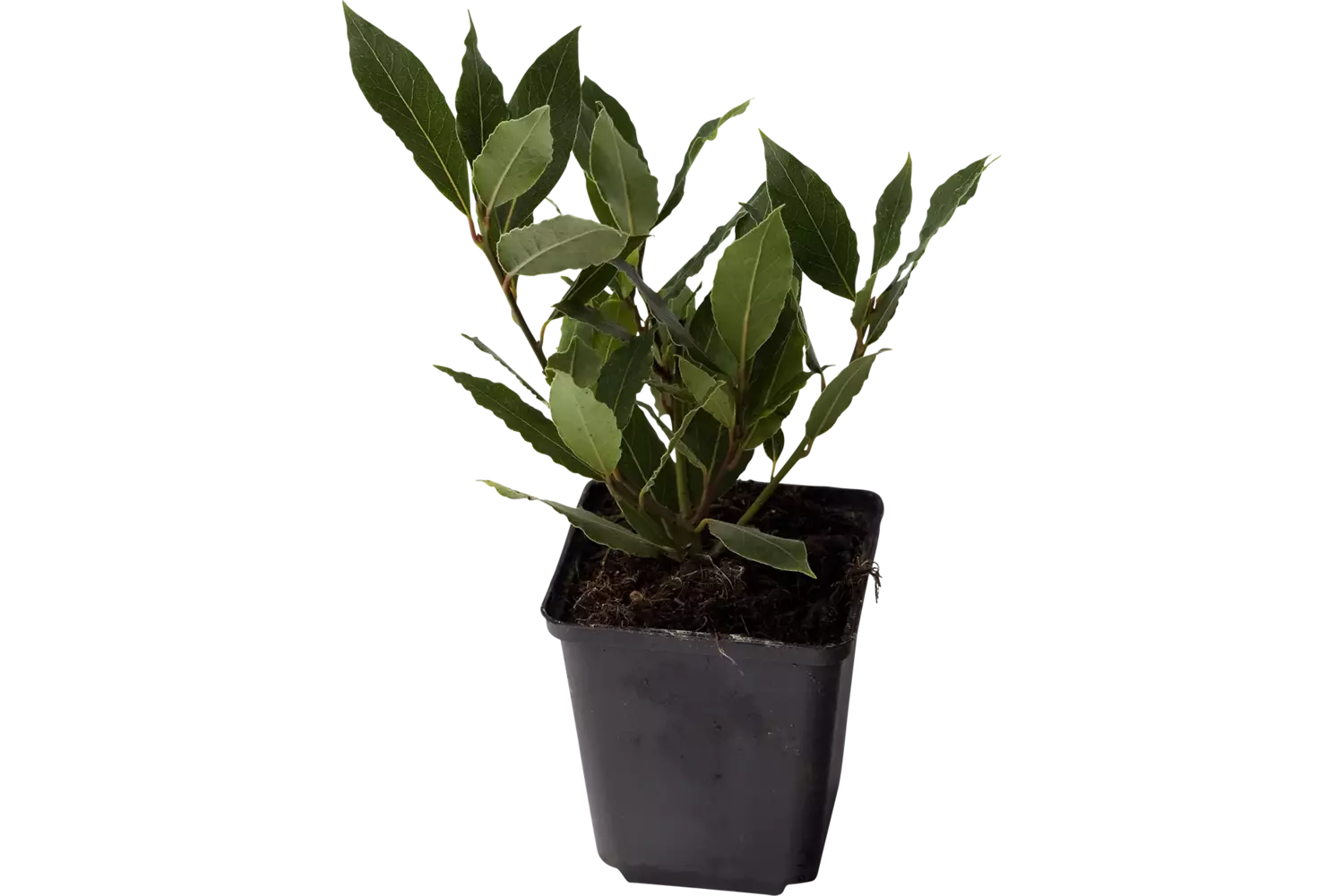 Laurier in pot doos 2st stuk